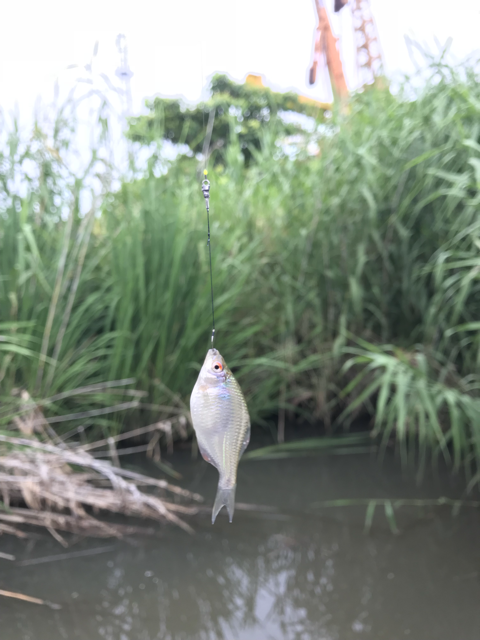 埼玉県のタナゴ事情 あした Nani しヨ